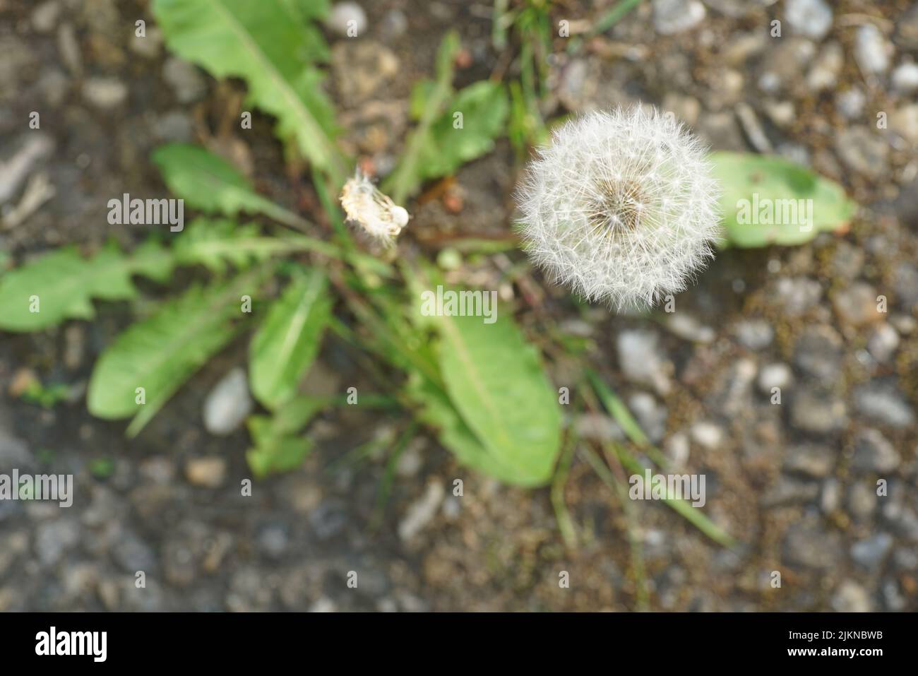 Dandelion seeds top view hi-res stock photography and images - Alamy