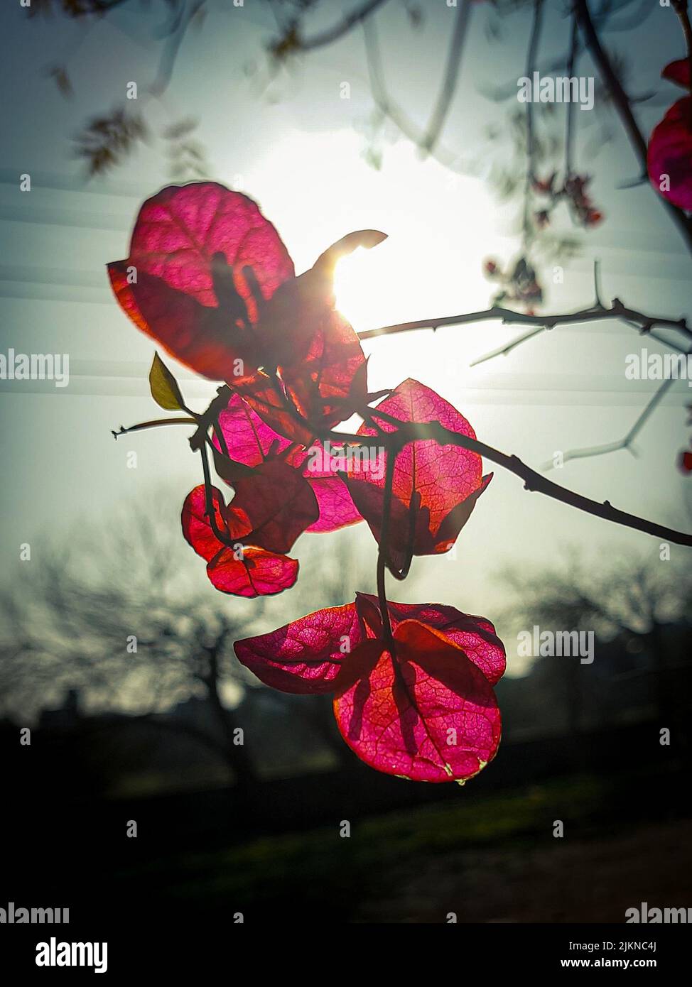 A closeup of an autumn red leaves on a tree branch in a garden Stock ...