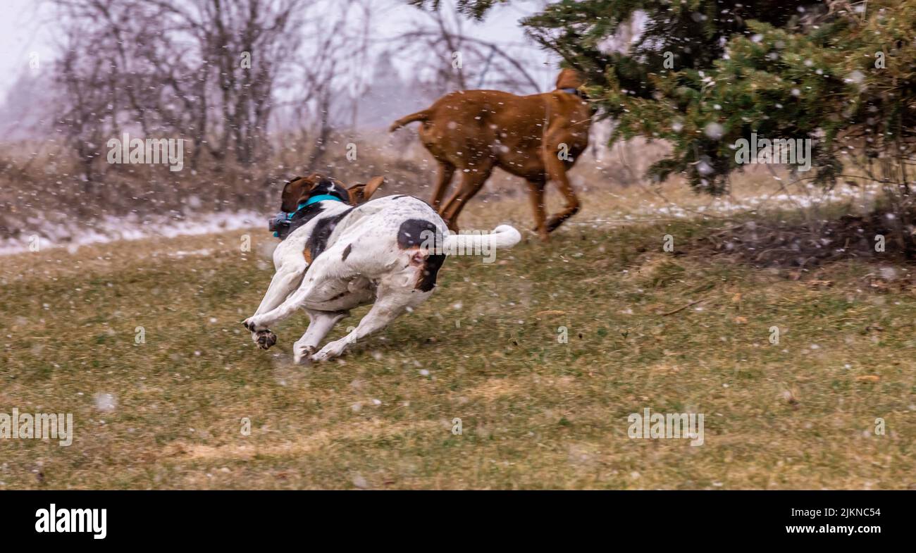 a beautiful shot of English Pointer dogs running after each other in snowy day. Stock Photo