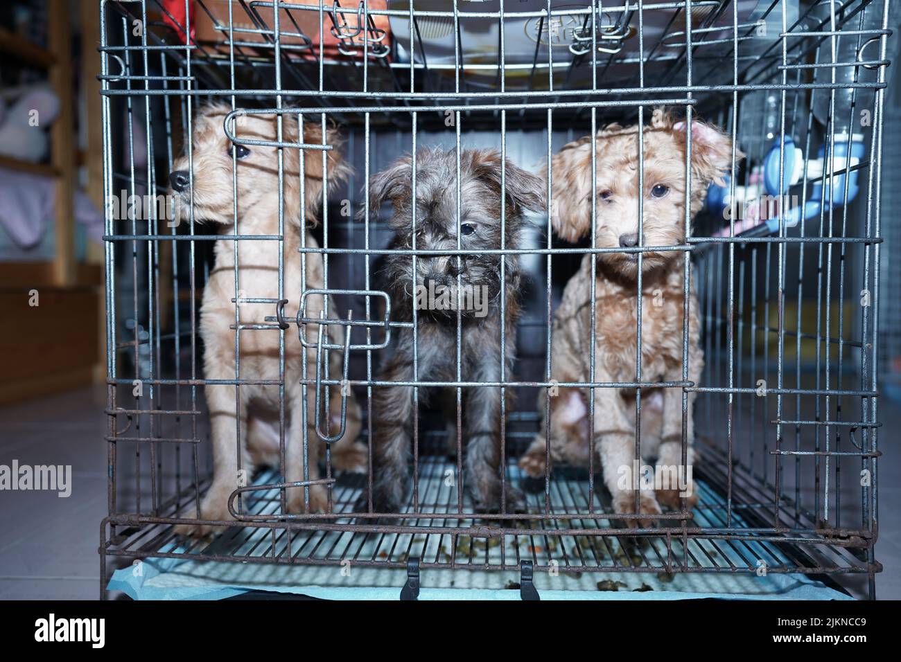 The three puppies locked in the cage Stock Photo Alamy