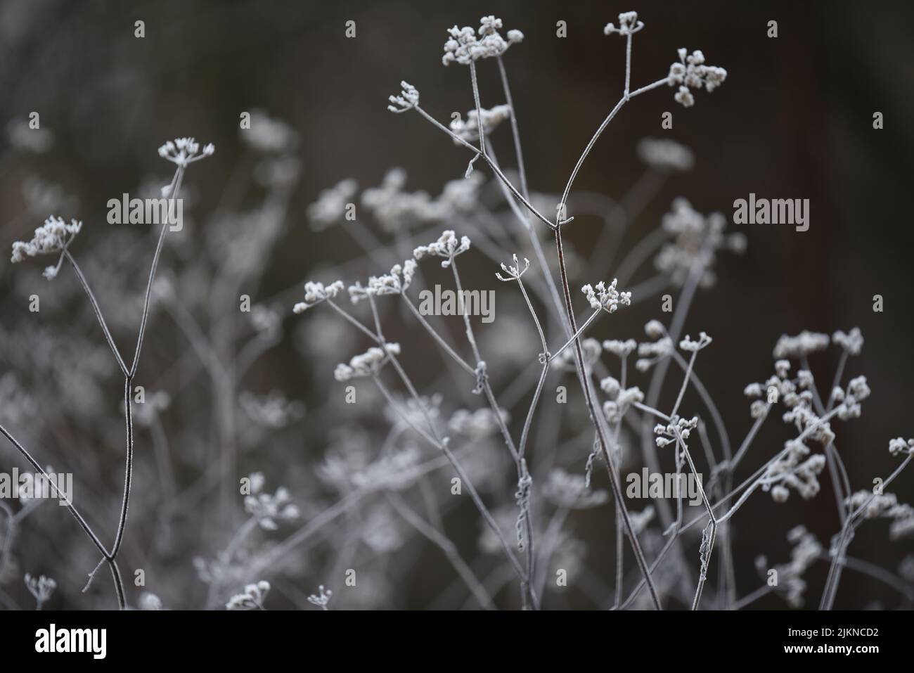 Dry frozen flowers grown in the garden in winter Stock Photo Alamy