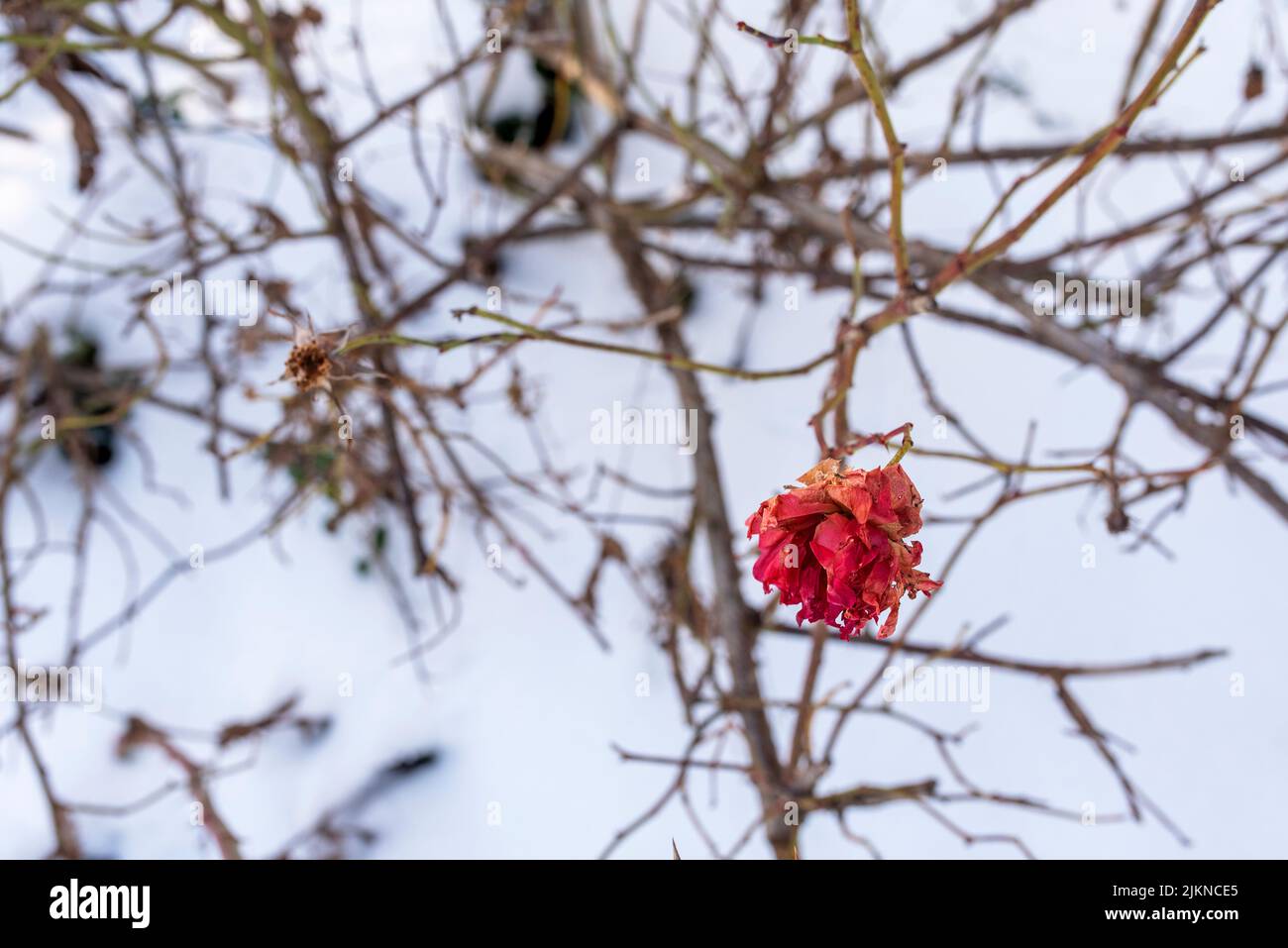 A close-up shot of a frozen fainted flower grown in the garden in winter Stock Photo