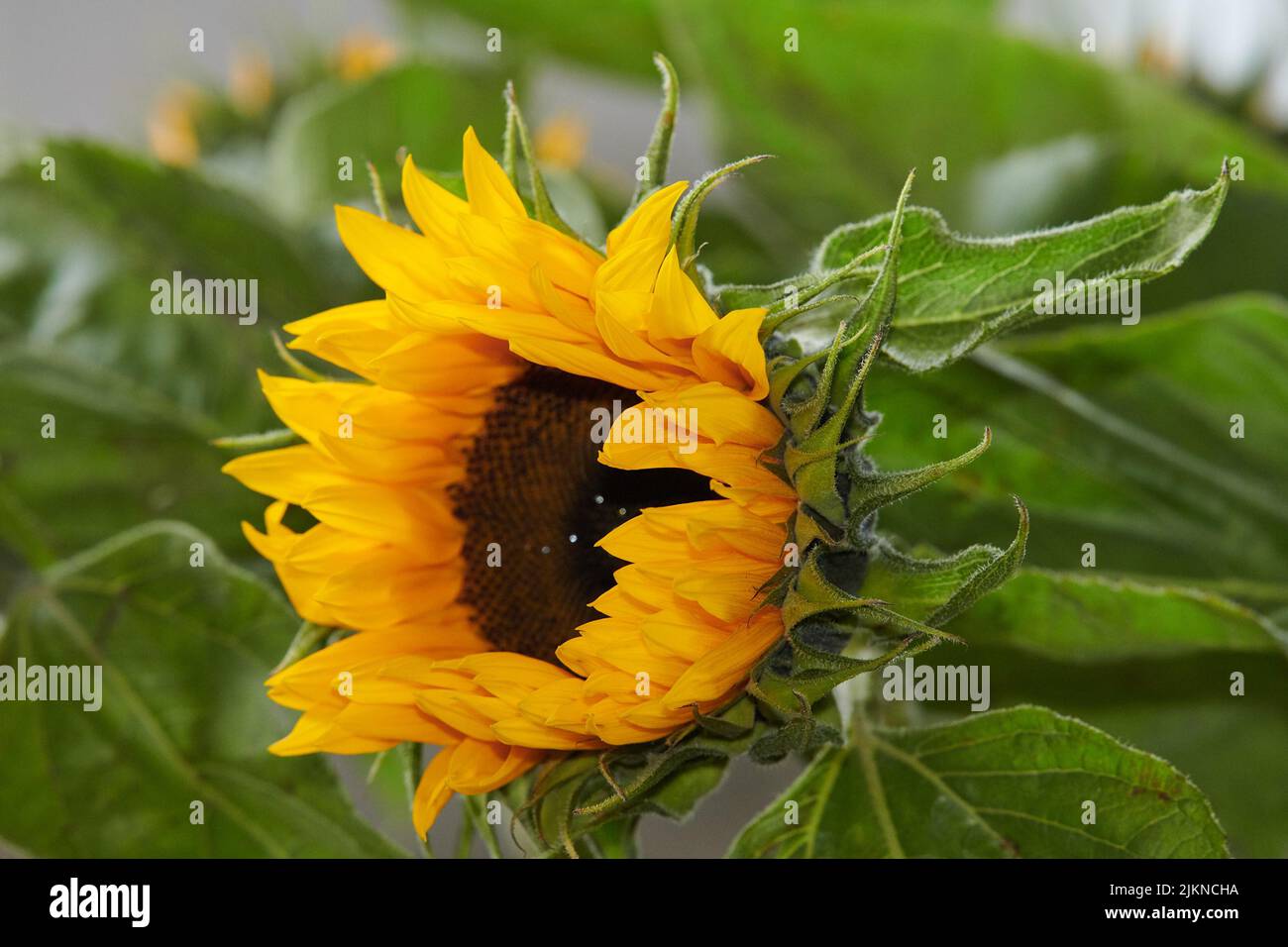 Beautiful flowers from my garden. A series of beautiful garden photos. Stock Photo