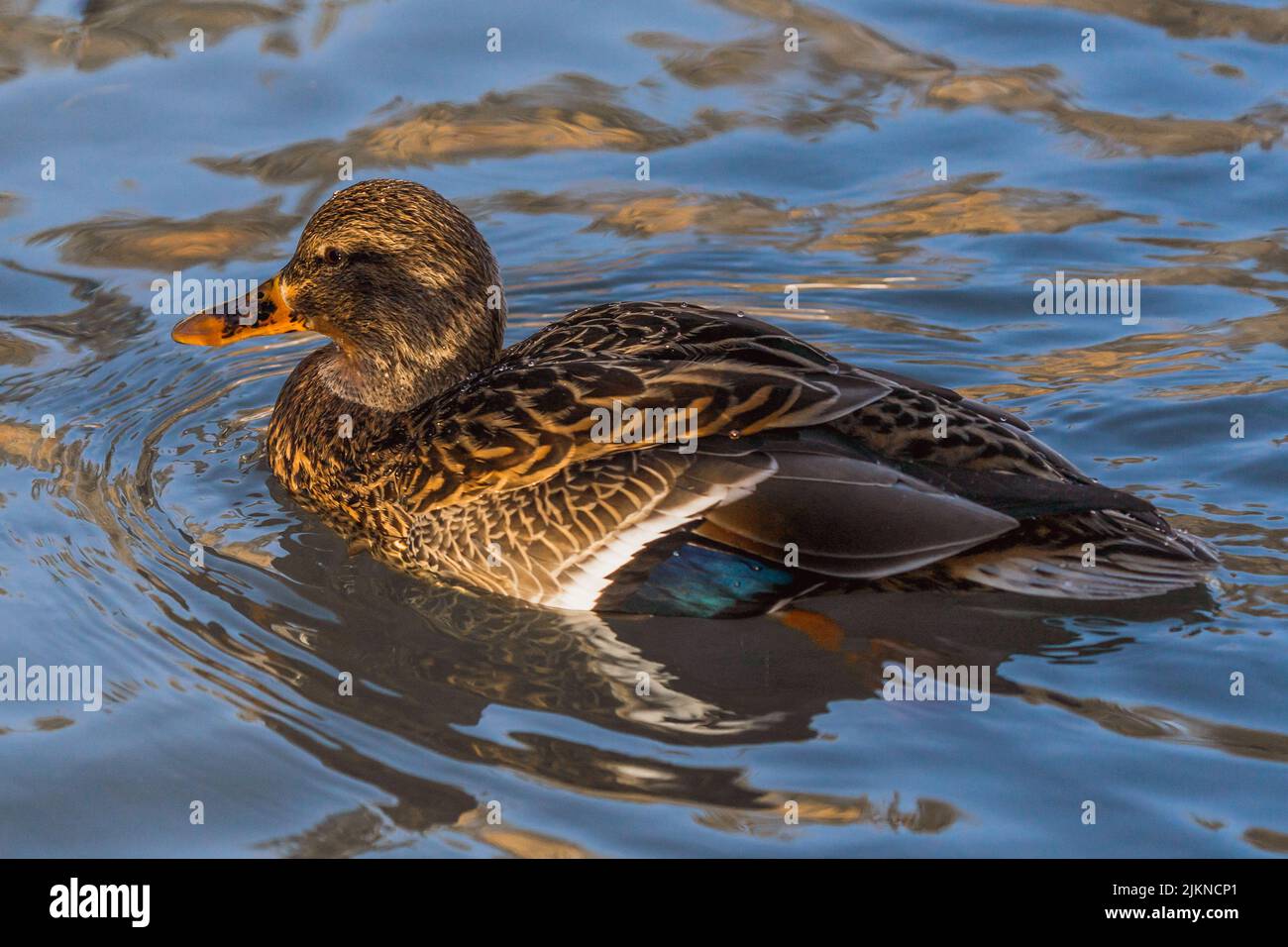 A cute brown mallard duck floating on the lake on a sunny day in spring Stock Photo