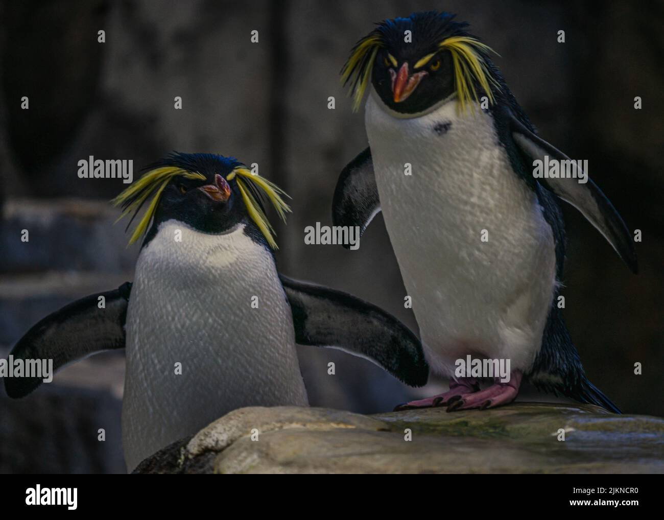 Two cute Northern rockhopper penguins in their natural habitat in spring Stock Photo