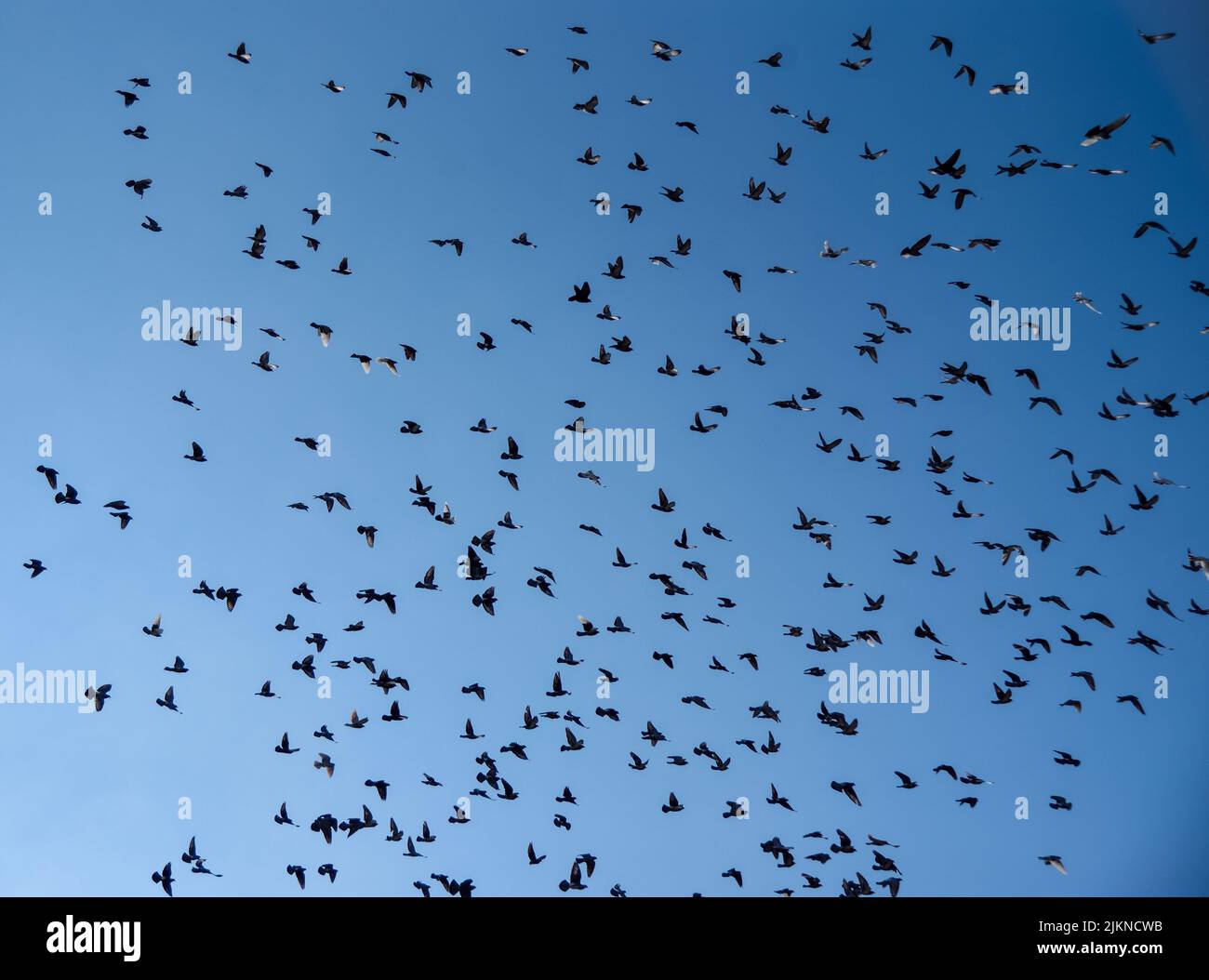 A silhouette of flying birds in the blue sky Stock Photo - Alamy