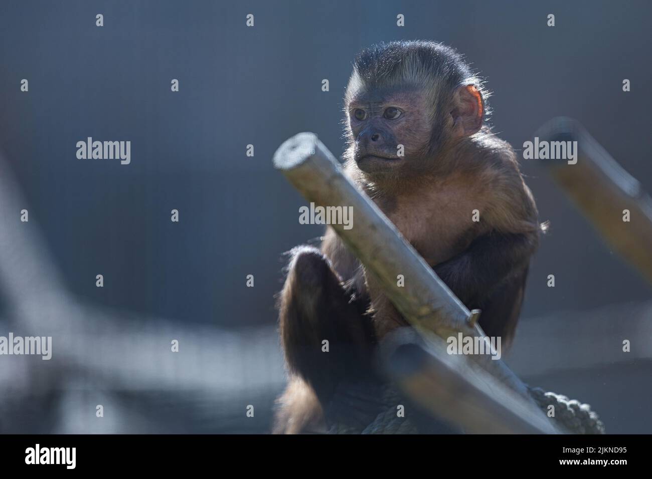 A shallow focus portrait of a baby monkey Stock Photo