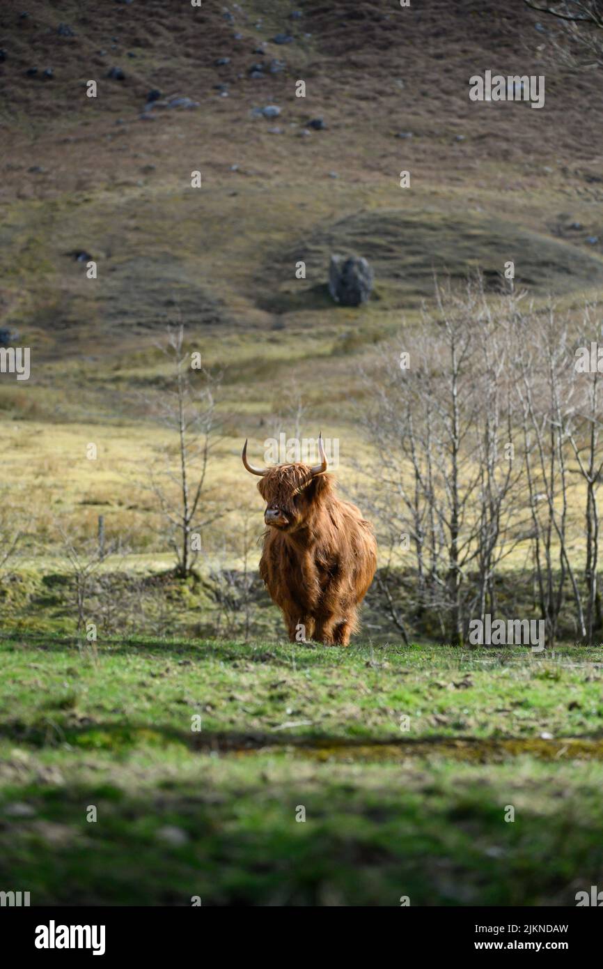 A golden highland cow (heiland coo) in Glen Nevis, Fort William, Scotland, UK Stock Photo