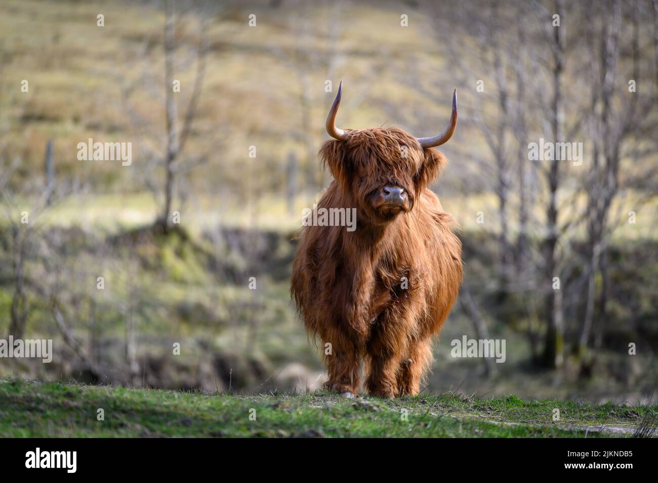 A golden highland cow (heiland coo) in Glen Nevis, Fort William, Scotland, UK Stock Photo