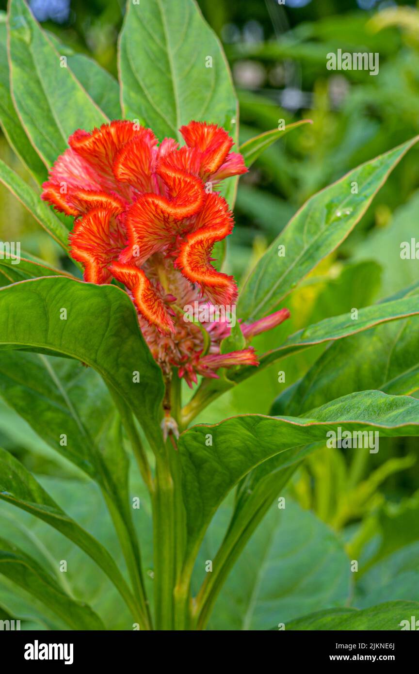 A closeup shot of a cockscomb, celosia flower growing in the garden on a sunny day with blurred background Stock Photo