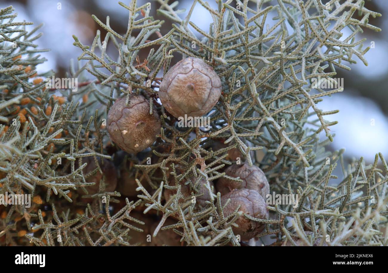Cones fruits of the Italian cypress tree Stock Photo