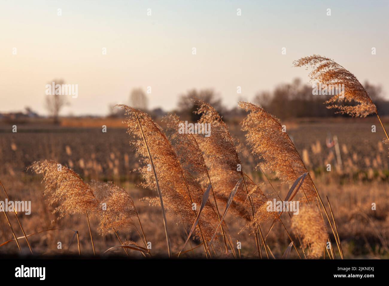 Feather Reed Grass at sunset. Golden reed grass in the sun Stock Photo