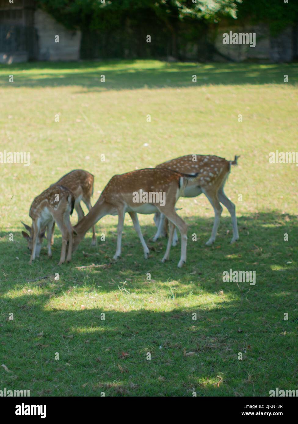 A closeup of a group of deers in a park Stock Photo