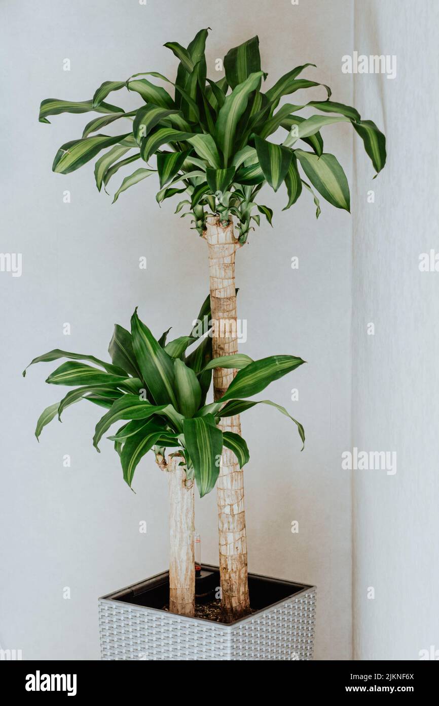 Dracaena fragrans hi-res stock photography and images - Alamy