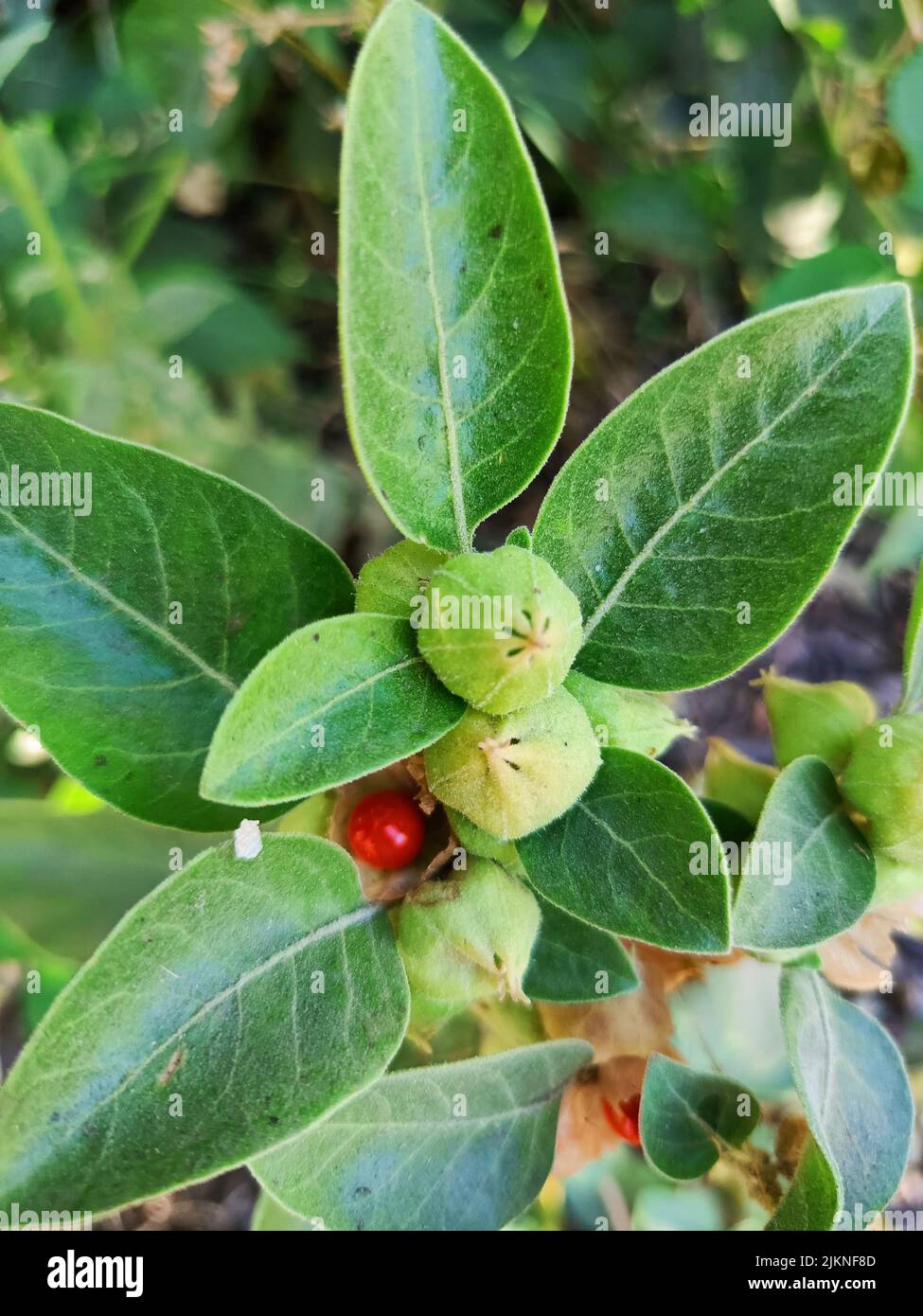 Ashwagandha medicinal plant used in ayurvedic medicines this plant also
