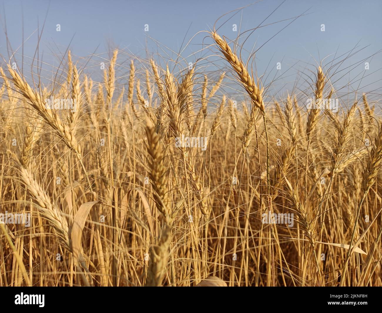 Wheat fields in farm in india yellow golden wheat crop farm. Dry wheat