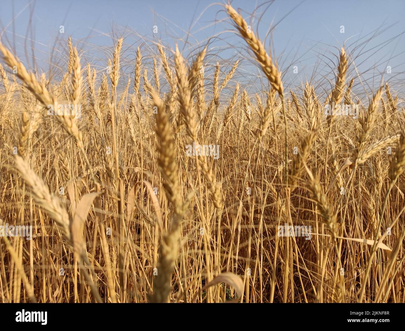 Wheat fields in farm in india yellow golden wheat crop farm. Dry wheat