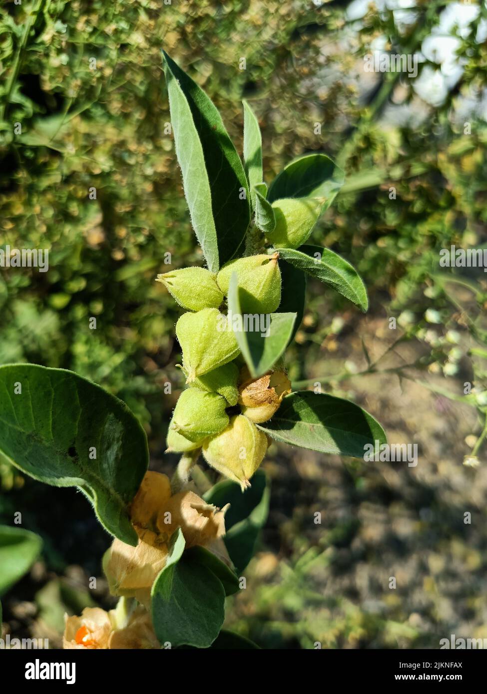 Ashwagandha medicinal plant used in ayurvedic medicines this plant also known as withania somnifera or winter cherry or indian ginseng plant u Stock Photo