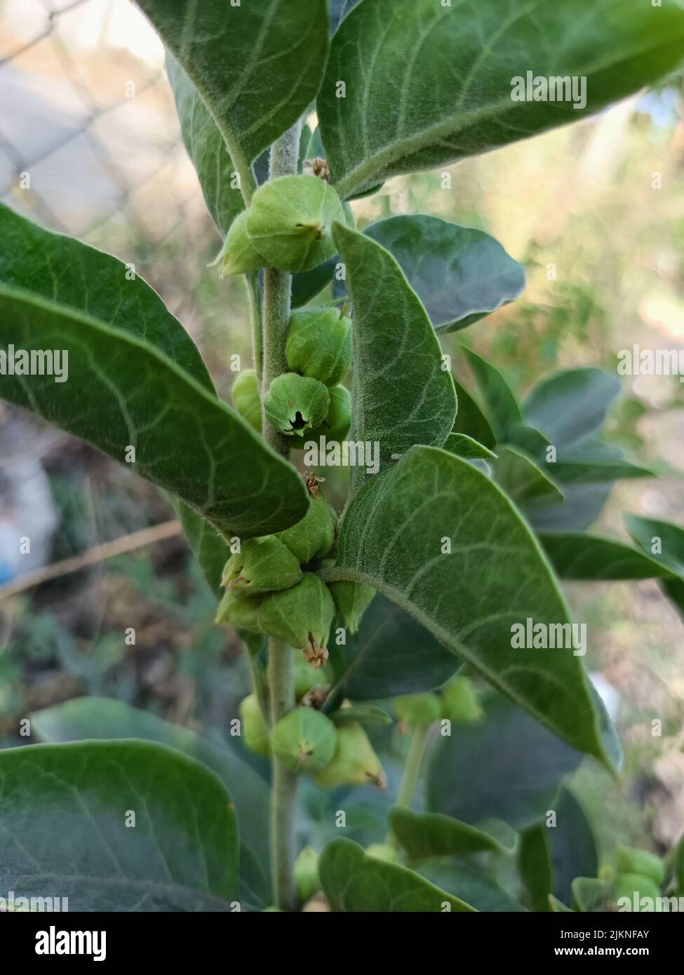Ashwagandha medicinal plant used in ayurvedic medicines this plant also