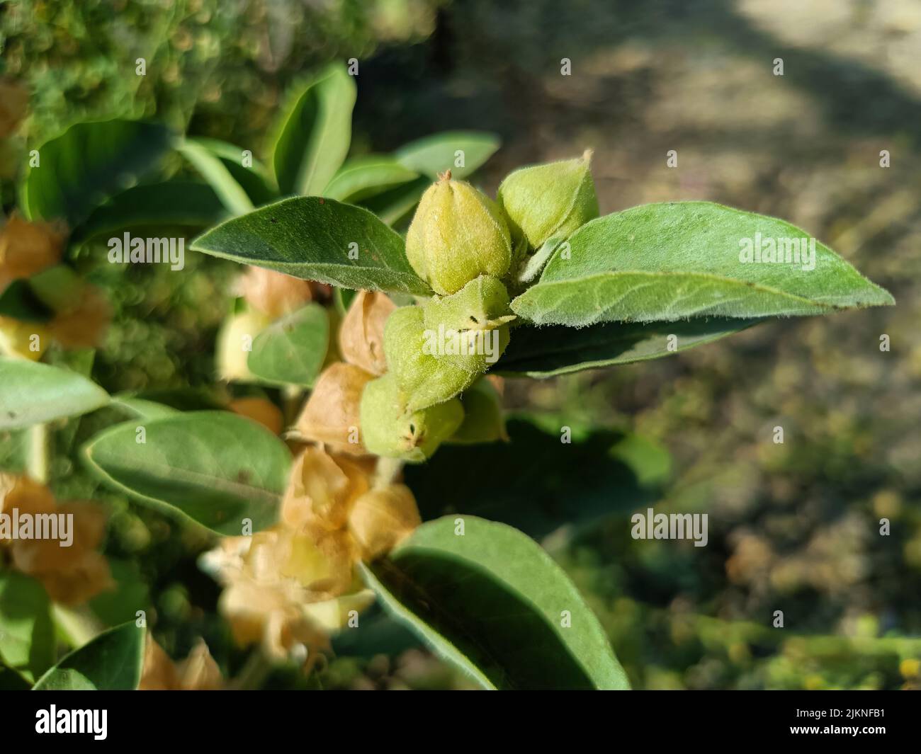 Ashwagandha plant or winter cherry plant or withania somnifera plant is used to ayurvedic medicinal plants plant in india Stock Photo