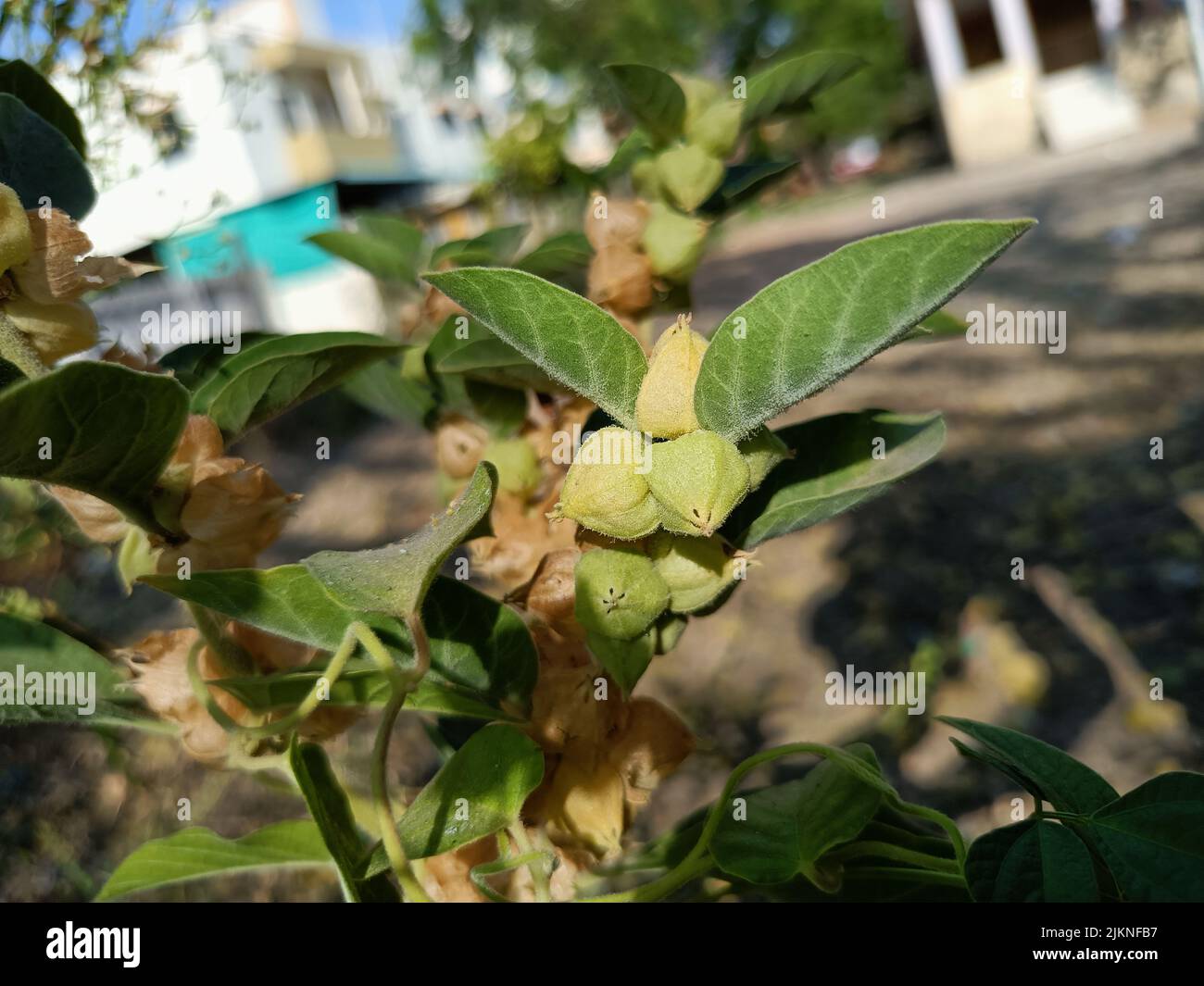 Ashwagandha medicinal plant used in ayurvedic medicines this plant also
