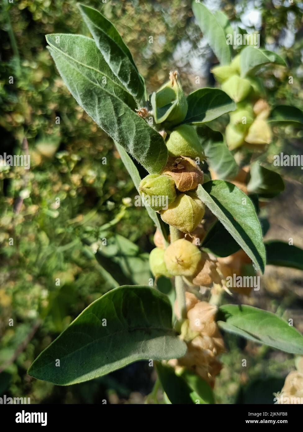 Ashwagandha medicinal plant used in ayurvedic medicines this plant also