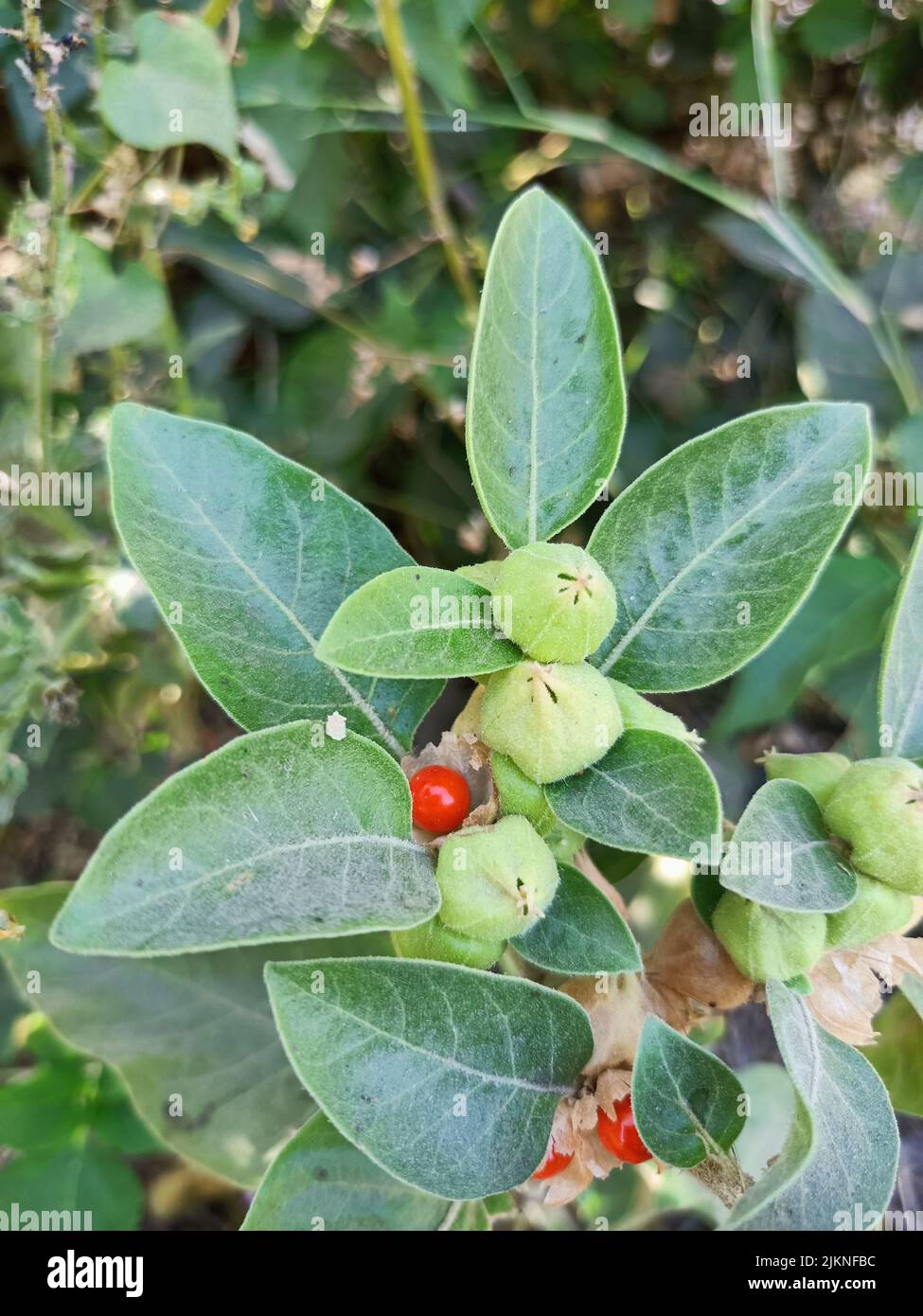 Ashwagandha medicinal plant used in ayurvedic medicines this plant also known as withania somnifera or winter cherry or indian ginseng plant u Stock Photo