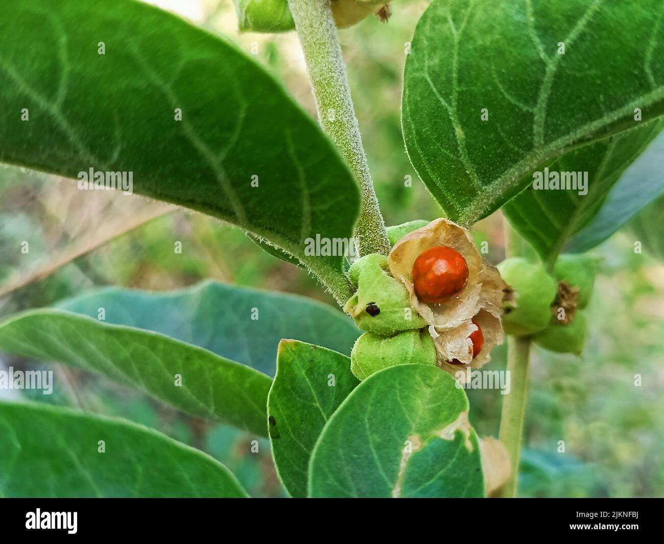 Ashwagandha medicinal plant used in ayurvedic medicines this plant also