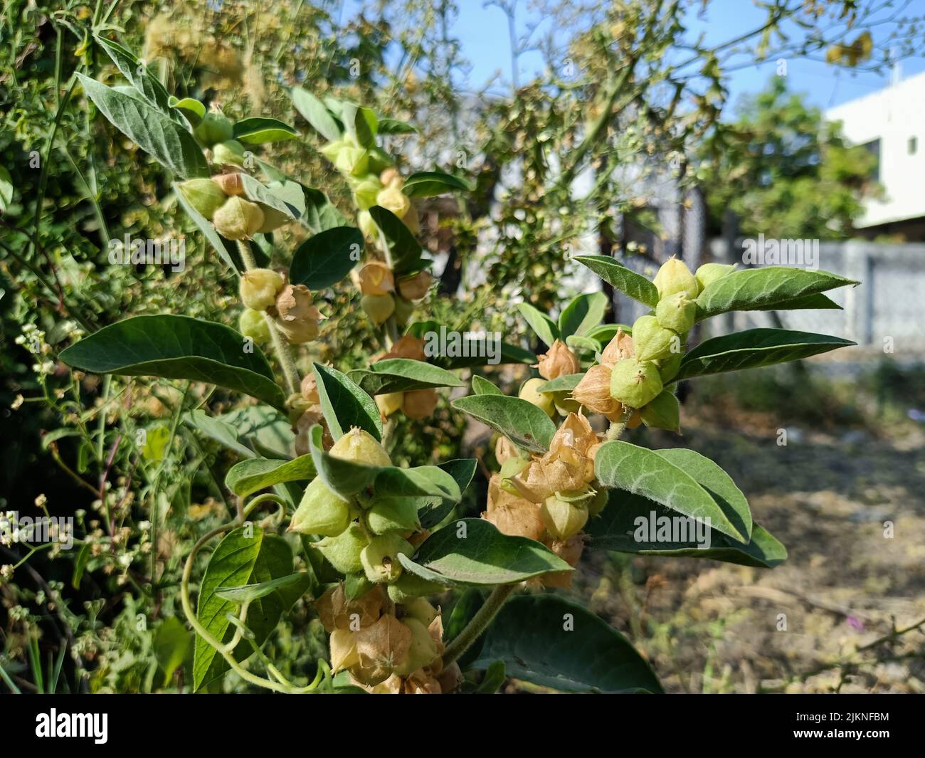 Ashwagandha medicinal plant used in ayurvedic medicines this plant also
