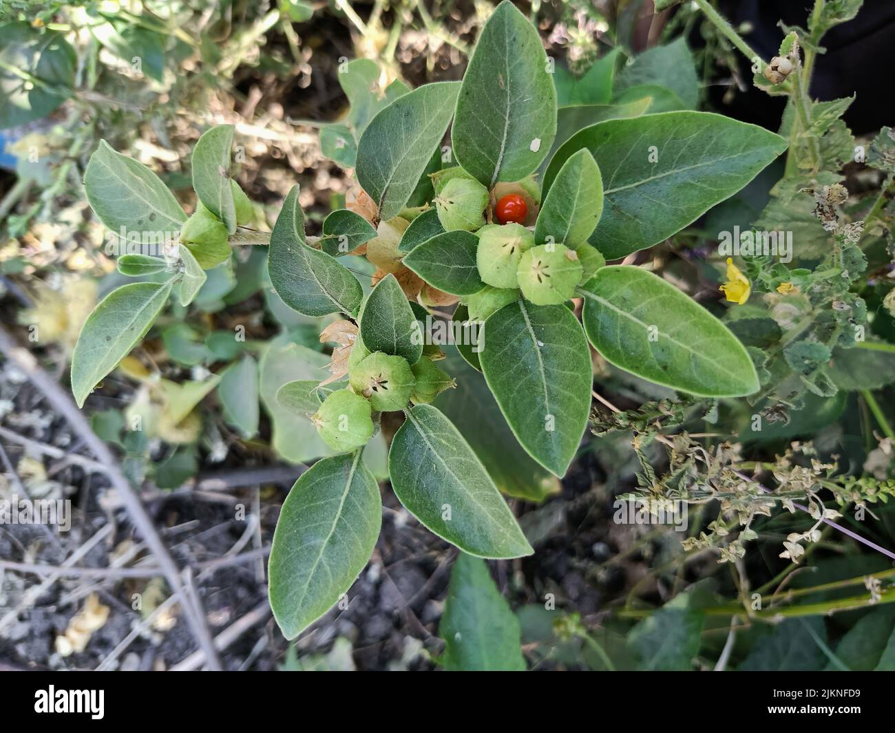 Ashwagandha plant or winter cherry plant or withania somnifera plant is used to ayurvedic medicinal plants plant in india Stock Photo