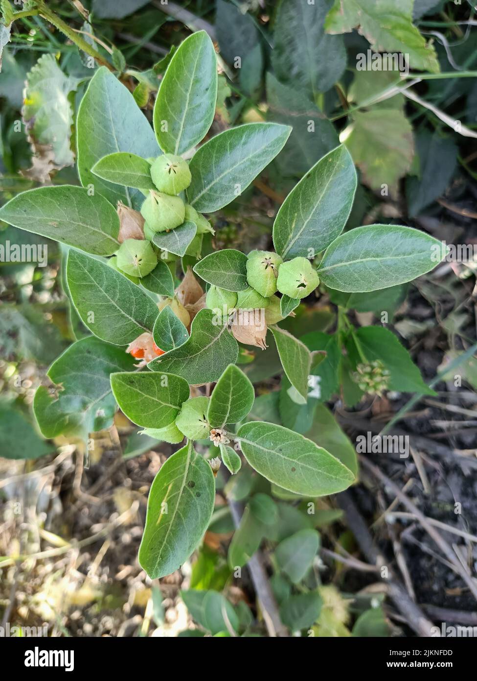 Withania somnifera plant with fruit or ashwagandha plant or winter cherry or indian ginseng plant is used to ayurvedic medicine or herbal medicine Stock Photo