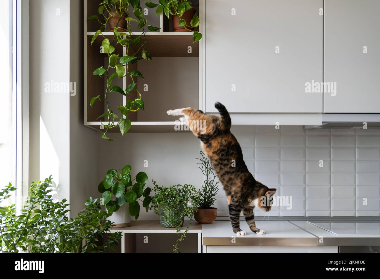Naughty cat friend jumps from shelf of white wall cabinet landing on kitchen countertop at home Stock Photo Alamy
