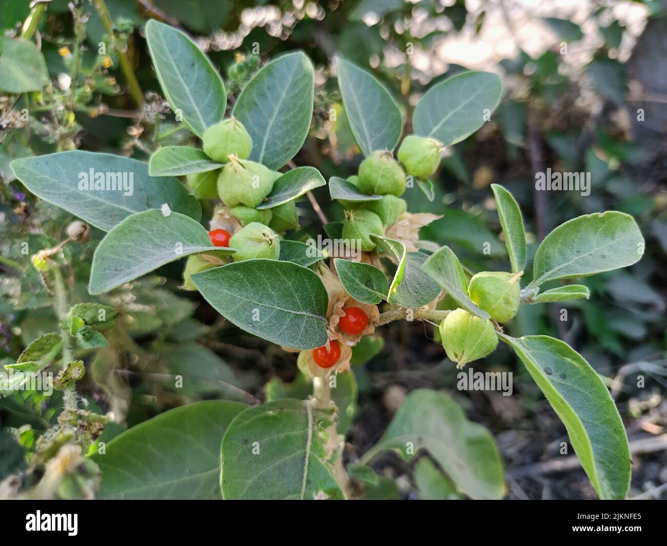 Ashwagandha plant or winter cherry plant or withania somnifera plant is used to ayurvedic medicinal plants plant in india Stock Photo