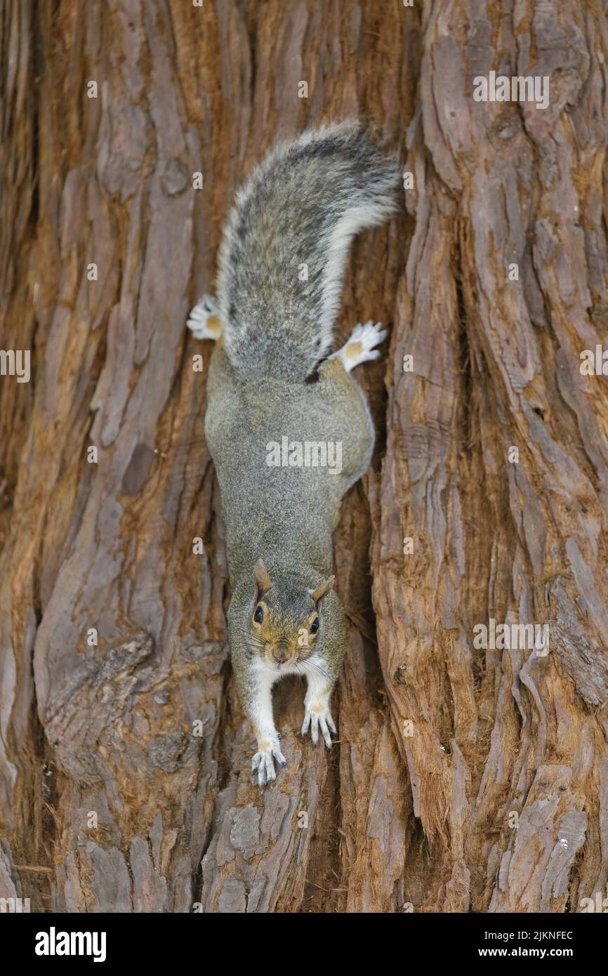 Eastern Gray Squirrel on Redwood Tree Trunk. Santa Clara County, California, USA. Stock Photo