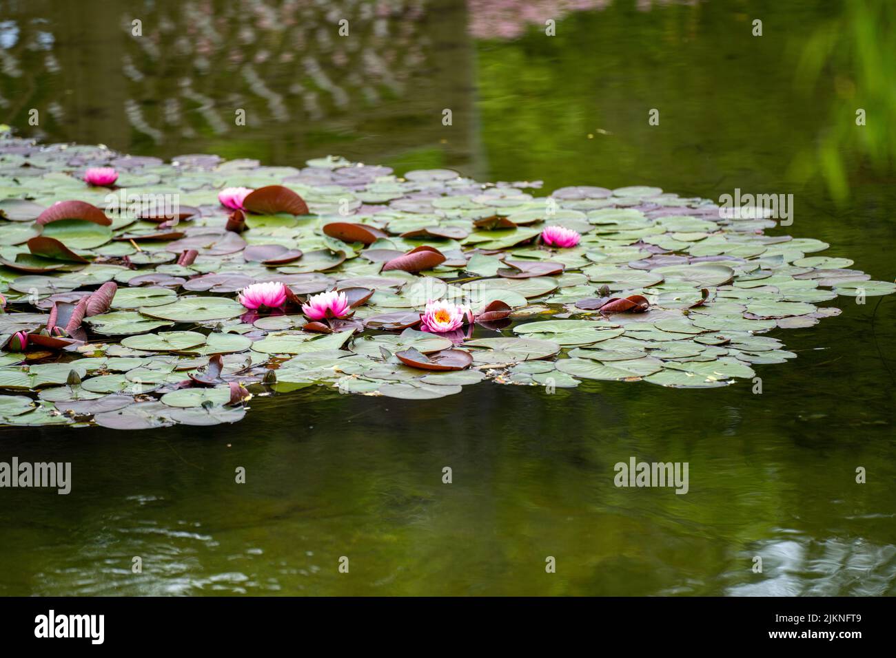 A lotus pond with blooming flowers uner the bright sunlight Stock Photo