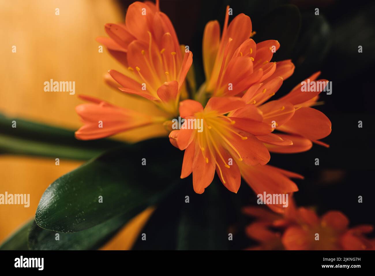 orange Clivia Miniata plant, belgian hybrid orange clivia Stock Photo