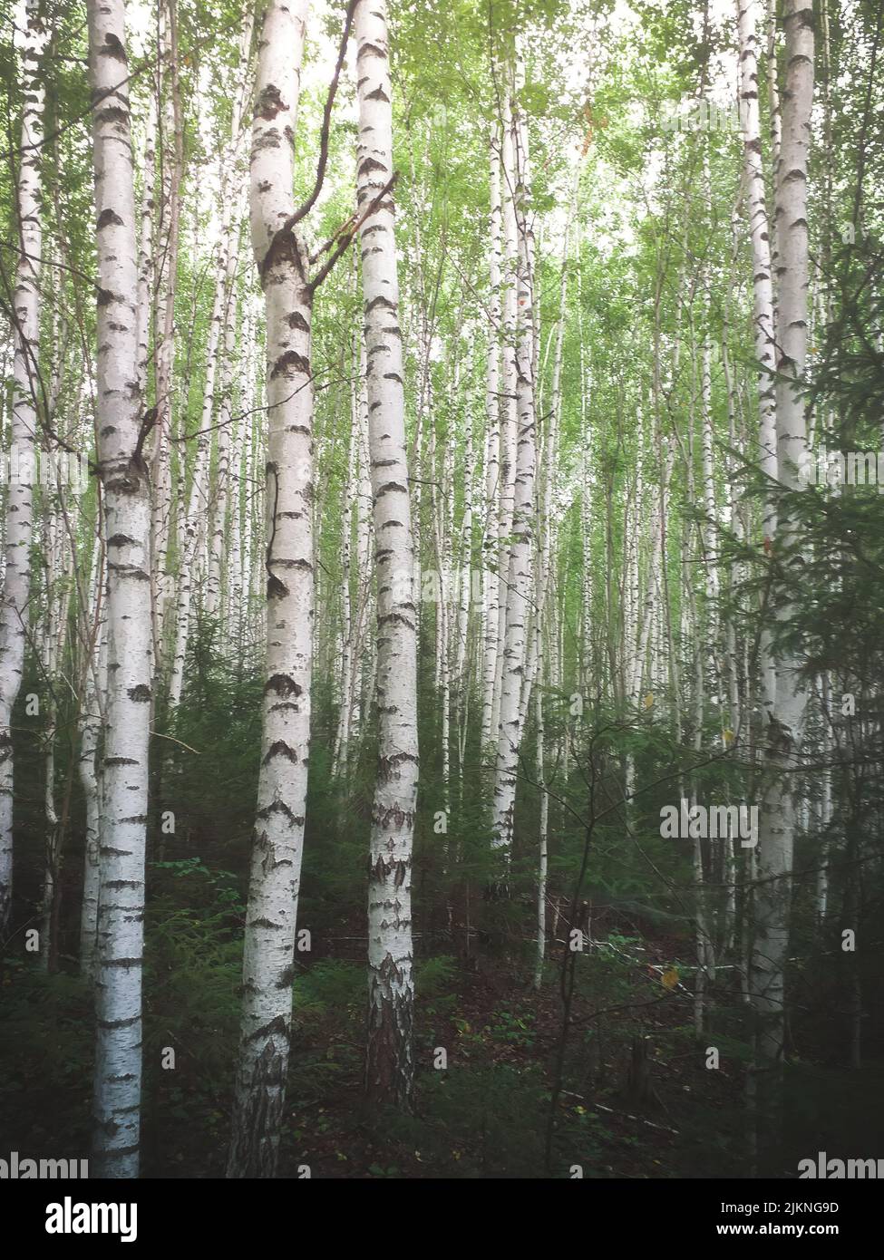 Birch tree forest hi-res stock photography and images - Alamy