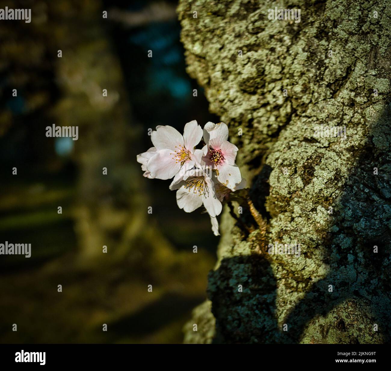A closeup of a cherry blossom tree Stock Photo - Alamy