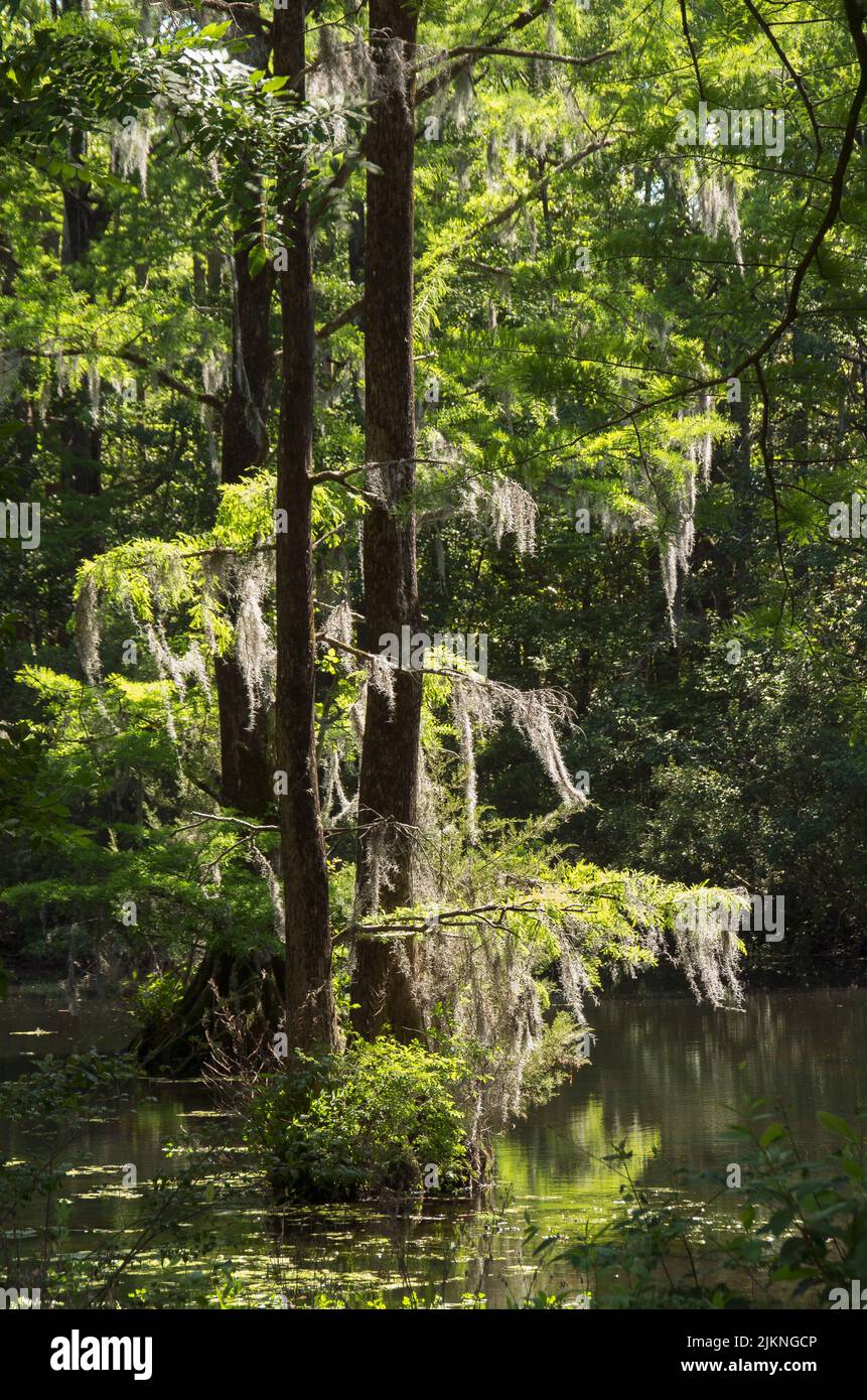 Tillandsia useoides hires stock photography and images Alamy