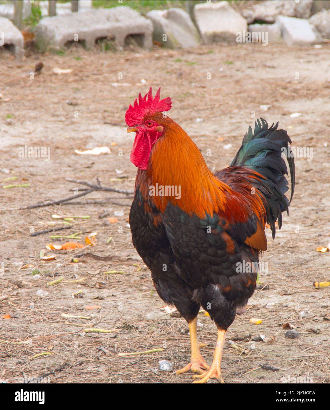 A rooster surveys his domain on a farm in Eastern North Carolina Stock Photo