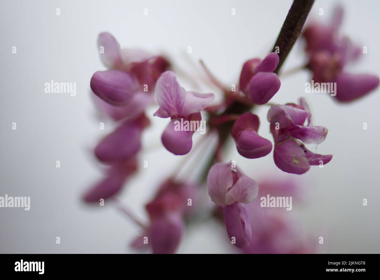 A beautiful shot of an eastern redbud tree flowers Stock Photo