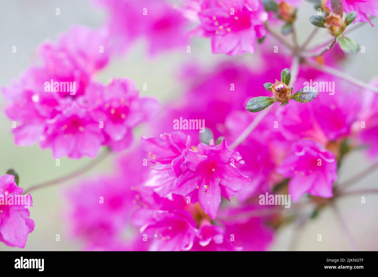 A closeup of a Rhododendron flower Stock Photo