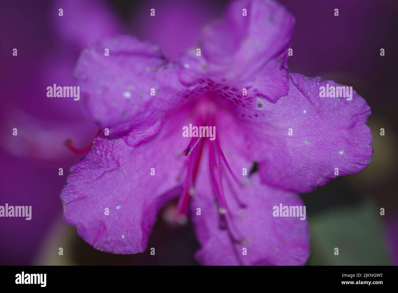 A closeup of a purple Rhododendron flower Stock Photo