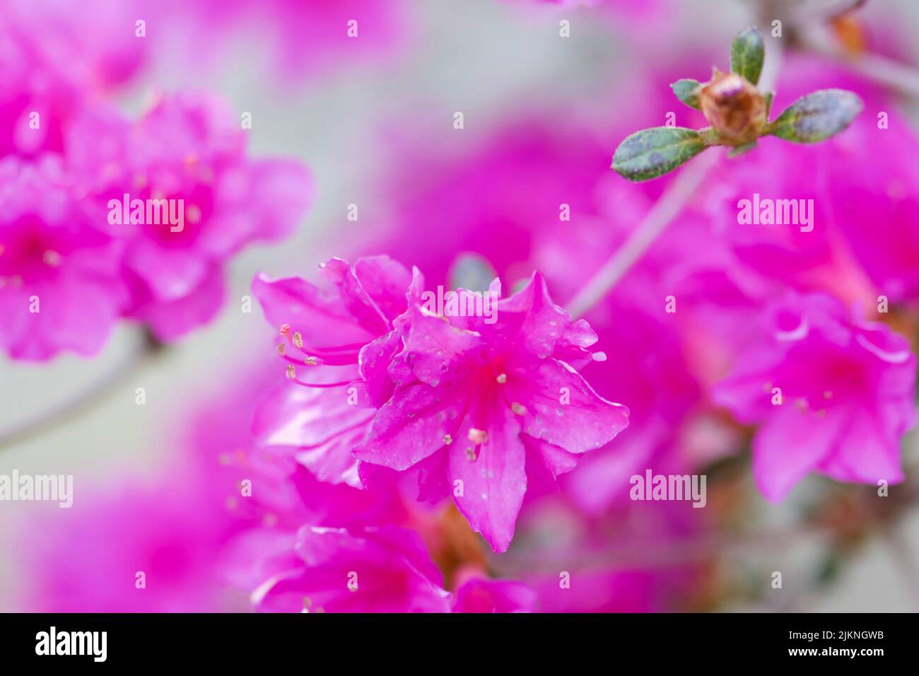 A closeup of a Rhododendron flowers Stock Photo