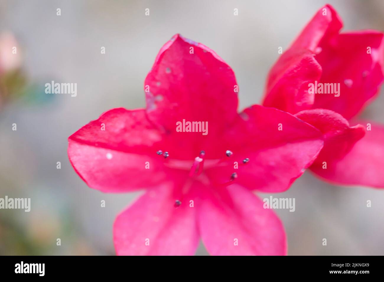 A closeup of a Rhododendron flower Stock Photo