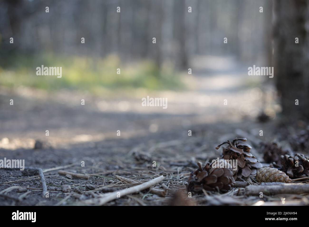 A selective focus of fallen cones and tree branches on the background of a forest Stock Photo