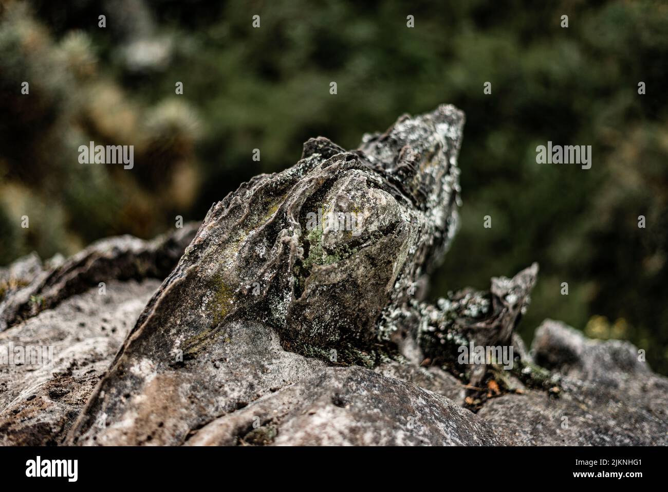 a close up shot of Oreophrynella nigra Amphibian Stock Photo Alamy