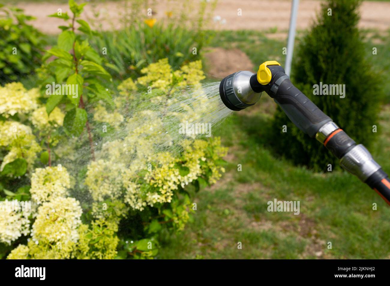 watering plants in the garden with a garden hose and sprinkler Stock