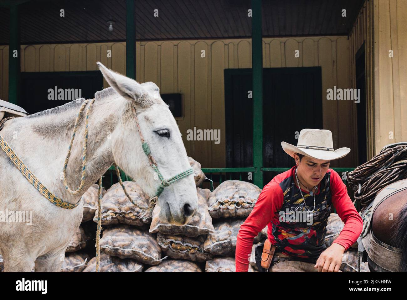 A person in cowboy style sitting next to a white horse in a barn Stock Photo