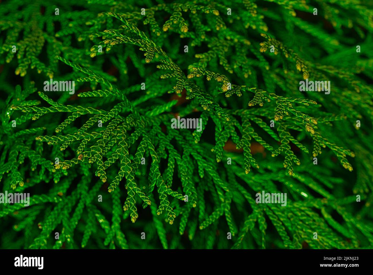 A closeup of green Thujopsis dolabrata tree branches - perfect for backgrounds Stock Photo